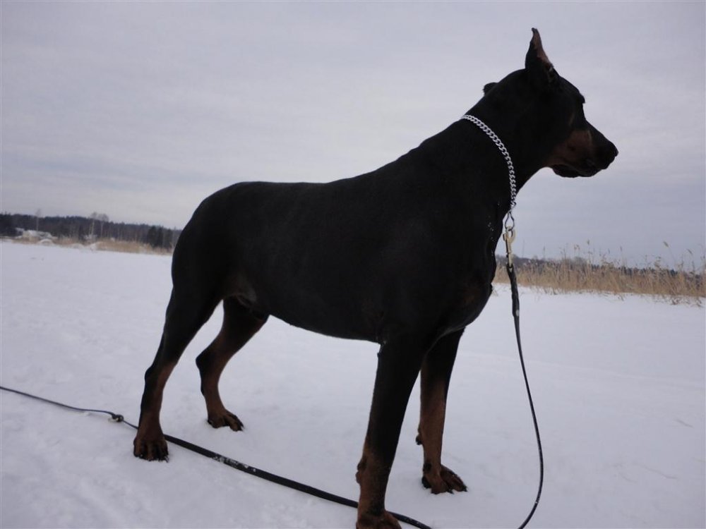 1.3.2011_004_Medium.JPG}