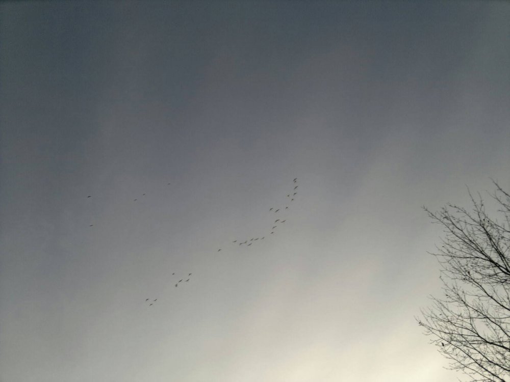 joutsenia_ilmassa_1.1.2012.jpg}