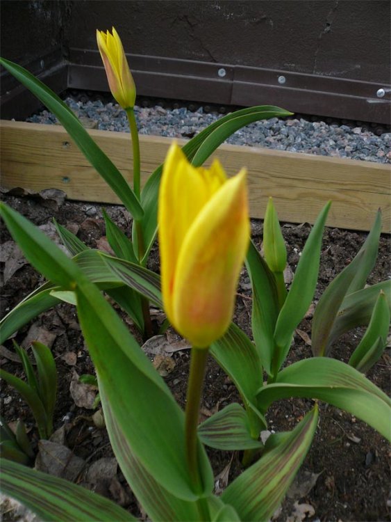 keltaisettulppaanit.jpg}
