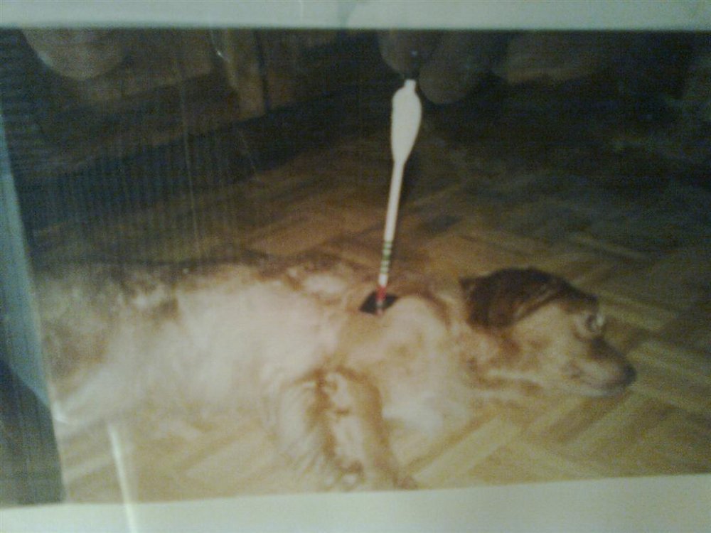 koiran_metsastystako.jpg}