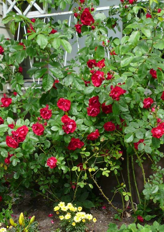 ruusuovensuussa.jpg}