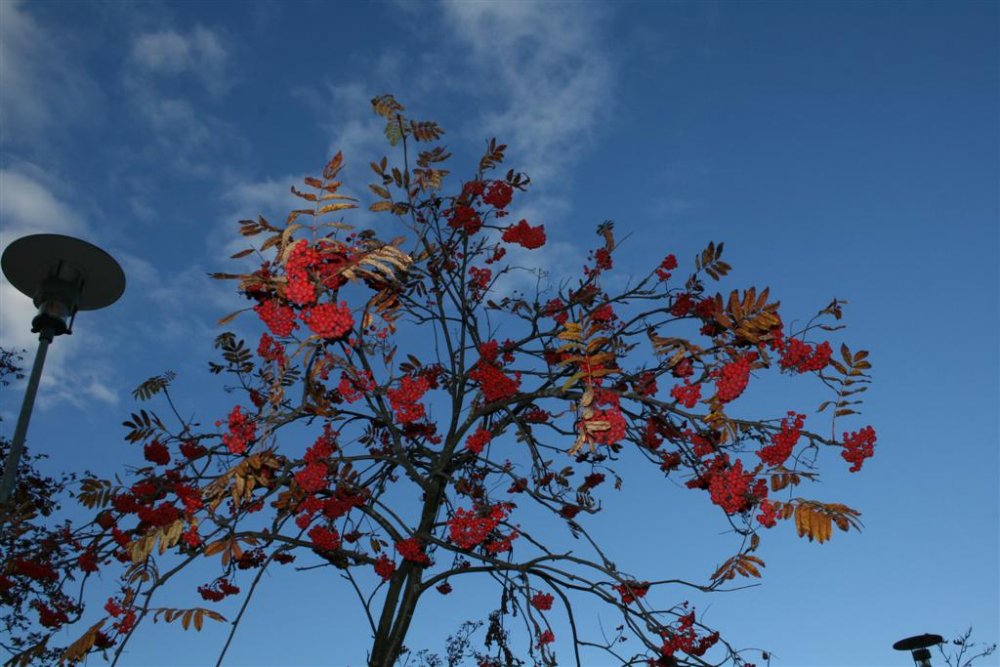 sano_kettu_pihlajanmarjoista.JPG}